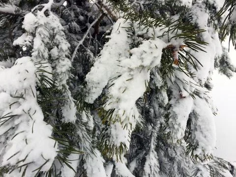 Spruce branches in the snow Foto stock