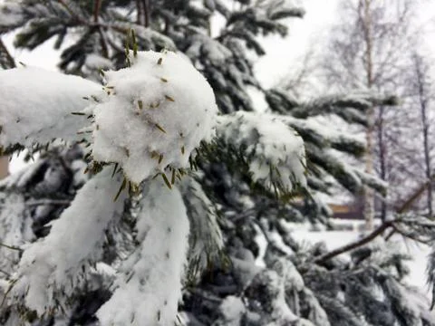 Spruce branches in the snow Foto stock