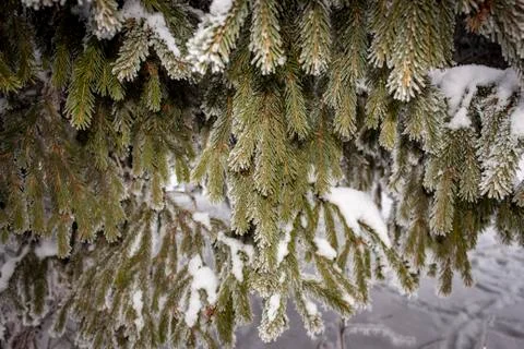 Spruce branches in the snow Foto stock