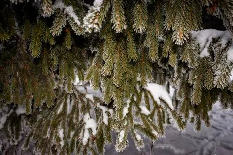 Spruce branches in the snow Foto stock