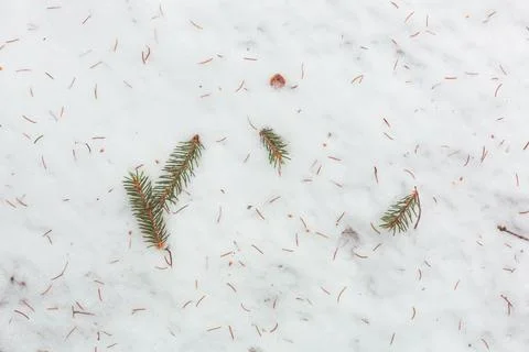 Spruce branches in the snow Stock Photos