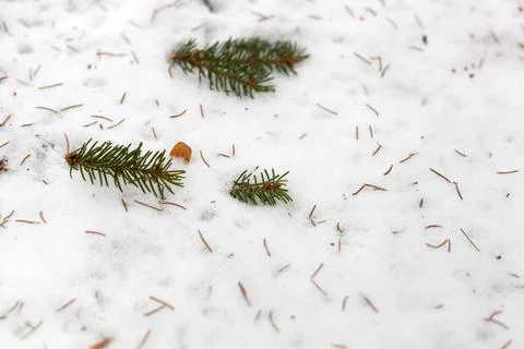 Spruce branches in the snow Stock Photos
