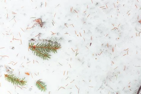 Spruce branches in the snow Foto stock