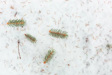 Spruce branches in the snow Stock Photos