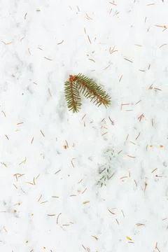 Spruce branches in the snow Stock Photos