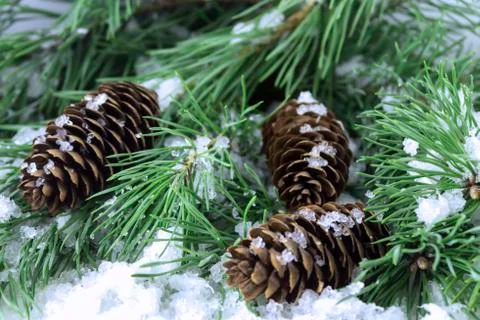 Spruce branches in the snow with pine cones Foto stock