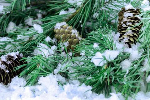 Spruce branches in the snow with pine cones Stock Photos