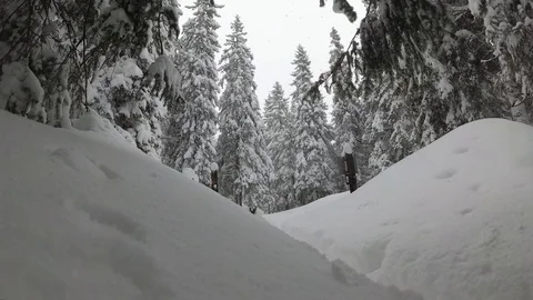 Spruce Branches In the Snow. Snow Storm In the Forest Stock Footage 101808894