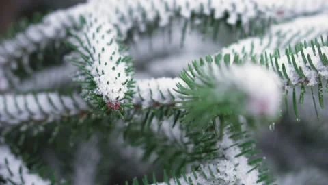 Spruce branches in the snow. Winter background with fir tree and snow. Stock Footage 146515579