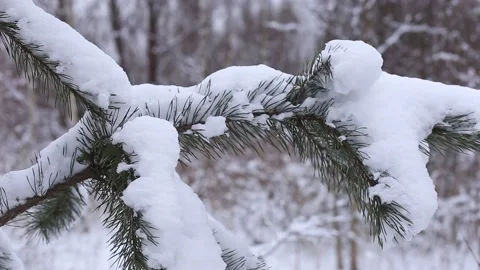 Spruce branches in the snow, winter forest Stock Footage 147046686