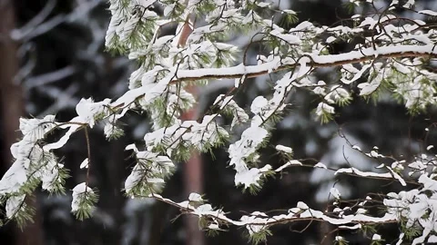 Spruce branches in the snow Winter forest Stock-Footage 313493671