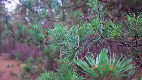 Spruce branches, spring, blurred background, in the wind Stock Footage 195646192