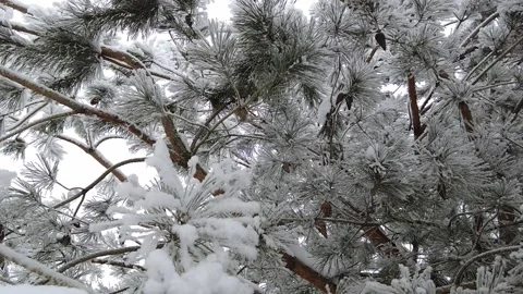 Spruce branches strewn with snow in slow mo. nature shooting snow winter beau Stock Footage 168974413