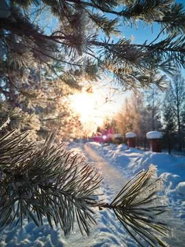 Spruce branches in the sun Stock Photos