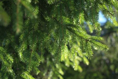 Spruce branches in the sunlight Stock Photos