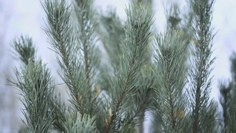 Spruce branches sway Stock Footage 69198746
