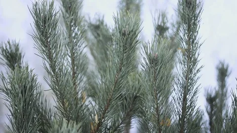 Spruce branches sway Stock Footage 69198953