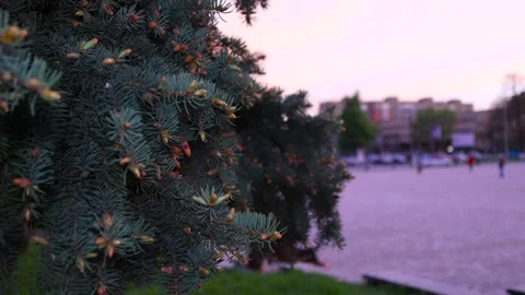 Spruce branches sway in the wind. Pink sunset. Small city. B roll 스톡 동영상 274946964