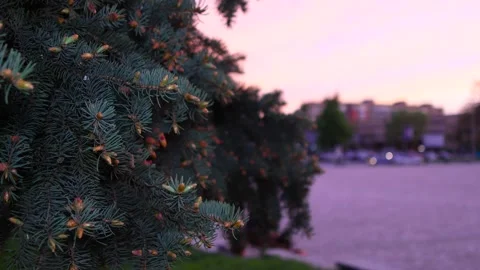 Spruce branches sway in the wind. Pink sunset. Small city. B roll Stock Footage 277135345