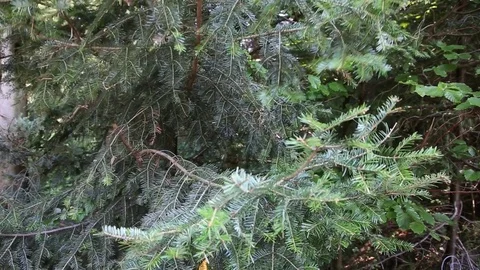 The spruce branches swaying in the wind Video stock 70511581