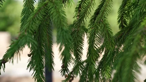 Spruce branches swaying in the wind Stock Footage 131380895