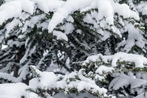 Spruce branches under the cap of snow 库存照片