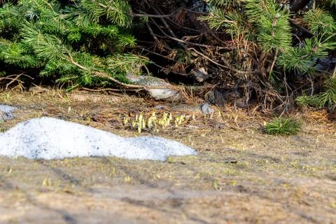 Spruce branches under which first spring shoots make their way from under the Stock Photos