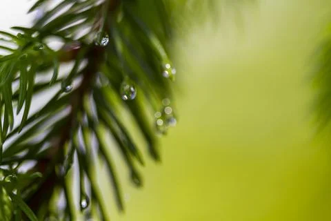 Spruce branches with water drops, spring time Stock Photos