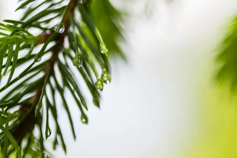 Spruce branches with water drops, spring time Stock Photos