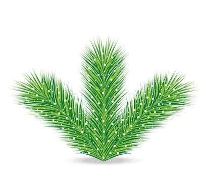 Spruce branches on a white background Stock Illustration