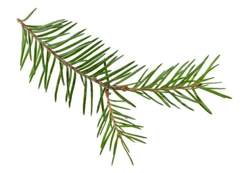 Spruce branches on a white background Stock Photos