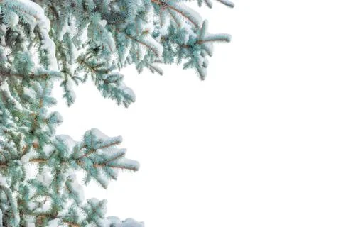 Spruce branches on a white background Stock Photos