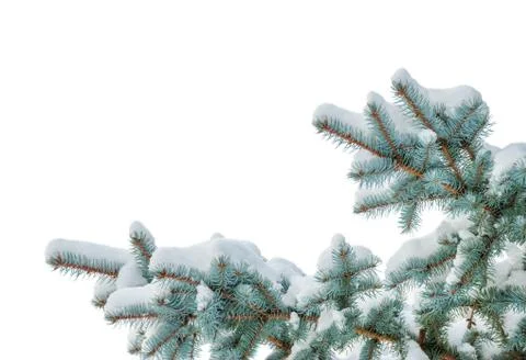 Spruce branches on a white background Stock Photos