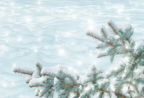 Spruce branches on a white background Stock Photos