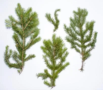 Spruce branches on a white background for your decoration. Stock Photos