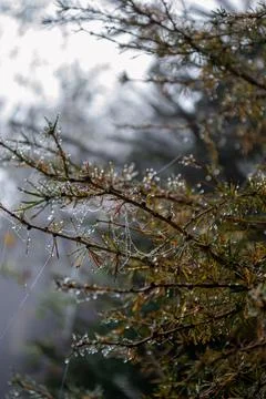 Spruce branches wrapped in cobwebs in dew drops illuminated by the sun Stock Photos