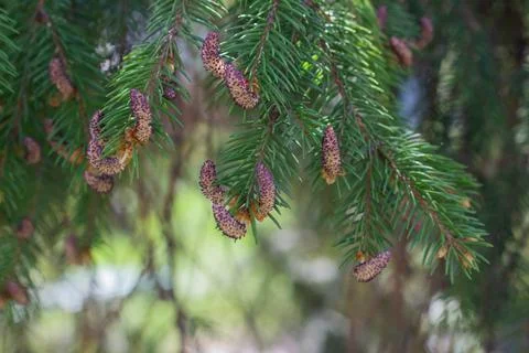 Spruce branches with young cones, close-up Stock Photos
