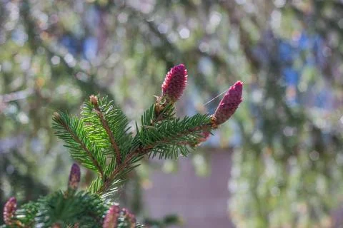 Spruce branches with young cones, close-up Stock Photos