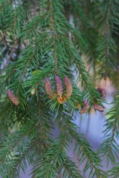 Spruce branches with young cones, close-up Stock Photos
