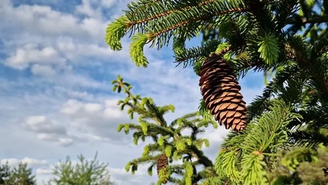 Spruce branches with young shoots and cones on a blue sky background Vídeos de archivo 335010101