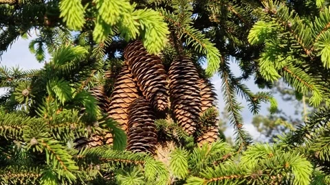 Spruce branches with young shoots and cones on a blue sky background 스톡 동영상 335011664