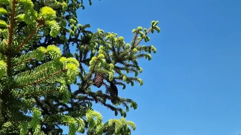 Spruce branches with young shoots and cones on a blue sky background Stock-Footage 335012008