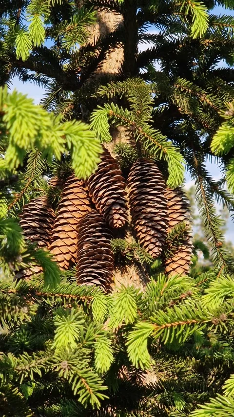 Spruce branches with young shoots and cones on a blue sky background 動画素材 335012226