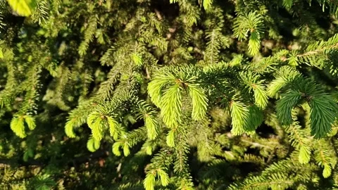 Spruce branches with young shoots Stock-Footage 335010098