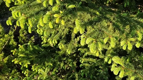 Spruce branches with young shoots Vídeo Stock 335010103