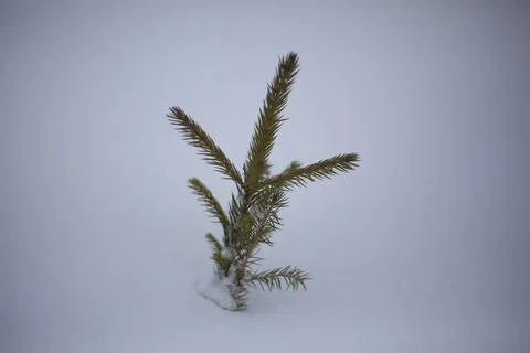 Spruce breaks through the snow. Stock Photos