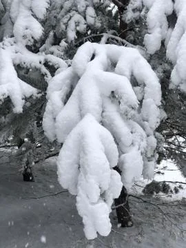 Spruce brunch Stock Photos