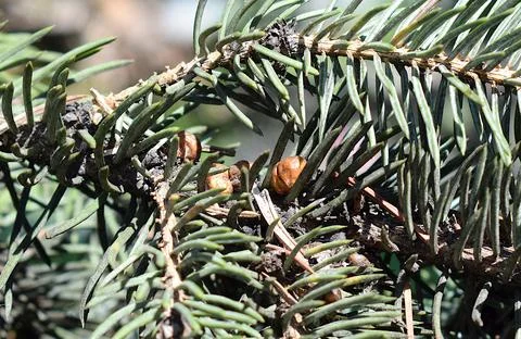Spruce bud scale scale insects known as the bud scales. Фото