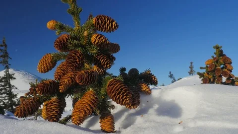 Spruce bumps on a small spruce. 動画素材 84293962