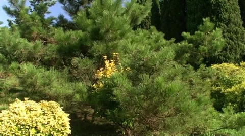 Spruce bush Video stock 8690849